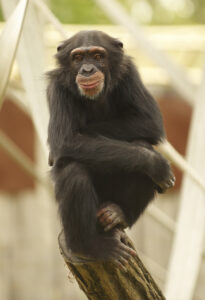 chimpances