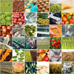 alimentaria