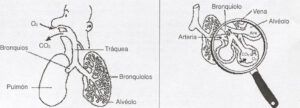 alteraciones respiratorias
