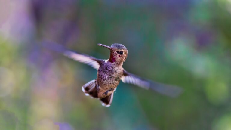 del mass j 2126-8140 al vuelo del colibrí