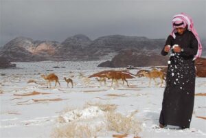 Camellos en la nieve y sombrillas en Alaska