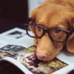 ¿Te imaginas ir a trabajar con tu perro, gato o periquito? Hace años esto hubiera sido una locura, pero cada vez más estamos descubriendo como las organizaciones, los entornos y las formas de trabajar están cambiando. Nos encontramos ante empresas como las que dejan que vayas a trabajar con tu mascota. Las empresas pet friendly. Los departamentos de Recursos Humanos deben empezar a tener en cuenta a nuestros queridos animales que ya forman parte de la organización.