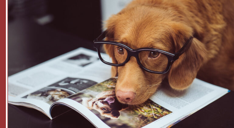¿Te imaginas ir a trabajar con tu perro, gato o periquito? Hace años esto hubiera sido una locura, pero cada vez más estamos descubriendo como las organizaciones, los entornos y las formas de trabajar están cambiando. Nos encontramos ante empresas como las que dejan que vayas a trabajar con tu mascota. Las empresas pet friendly. Los departamentos de Recursos Humanos deben empezar a tener en cuenta a nuestros queridos animales que ya forman parte de la organización.