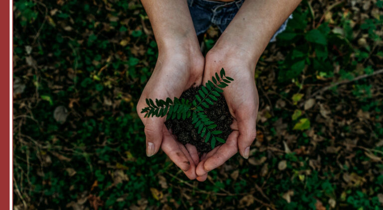 Qué son los productos ecológicos