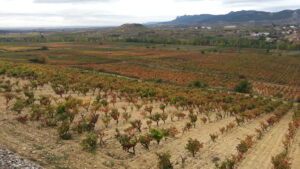viñedo
