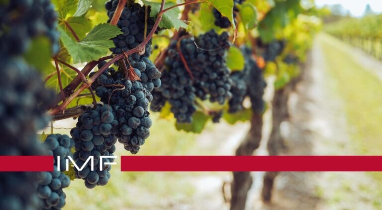 Enología: uvas de clima cálido con abonos oscuros en el viñedo
