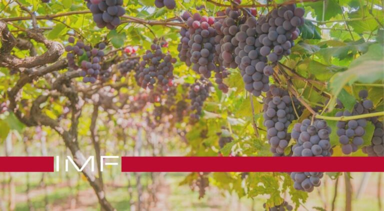 viticultura-cambio-climatico