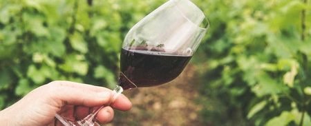 viticultura-vinicultura