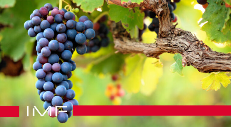 vino ecologico